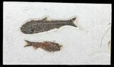 Pair of Large Knightia Fossil Fish - inch Layer #60999-1